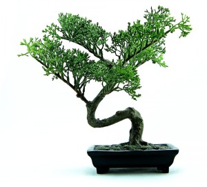 bonsai