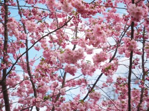 Cerisier dans un jardin