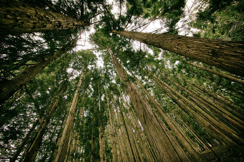 Forêt en bois