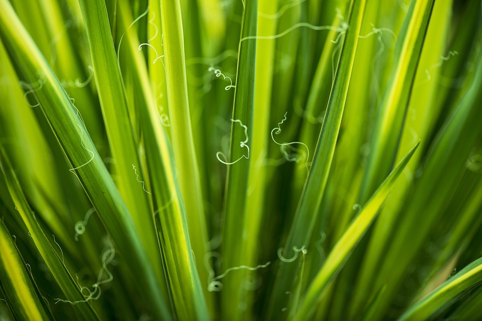 Eau de pluie : puis-je l’utiliser ?