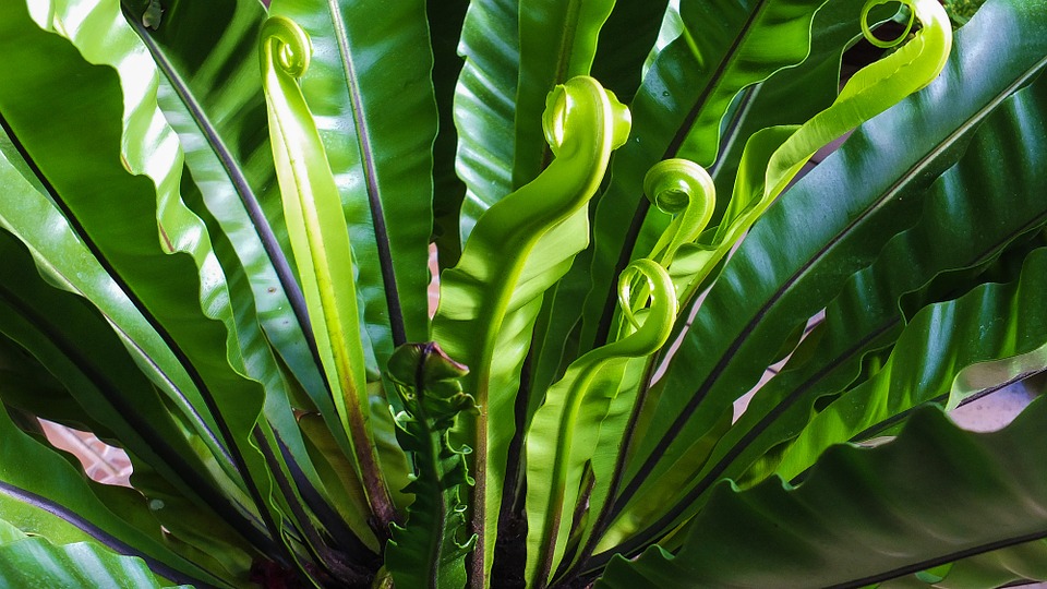 Décorer sa maison grâce aux plantes