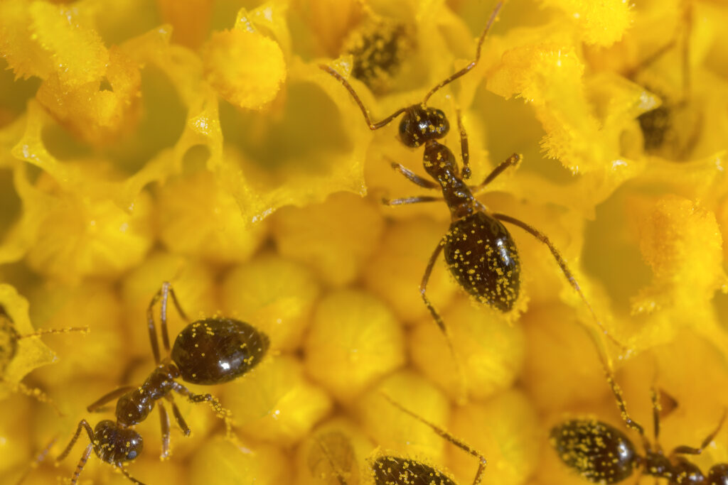 Fourmis dans du pollen de fleurs