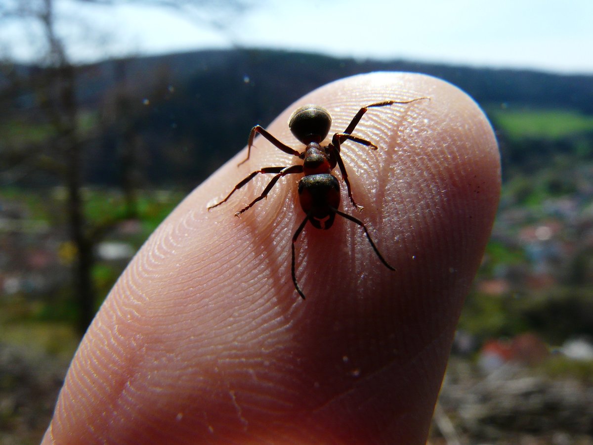 Pour en finir avec les fourmis dans la maison !