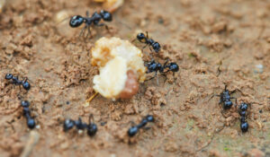 Fourmis en train de ramasser de la nourriture