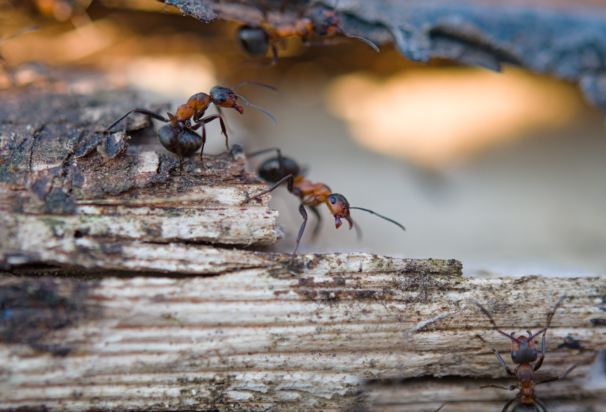 Pour se débarrasser des fourmis charpentières à la maison, il faut