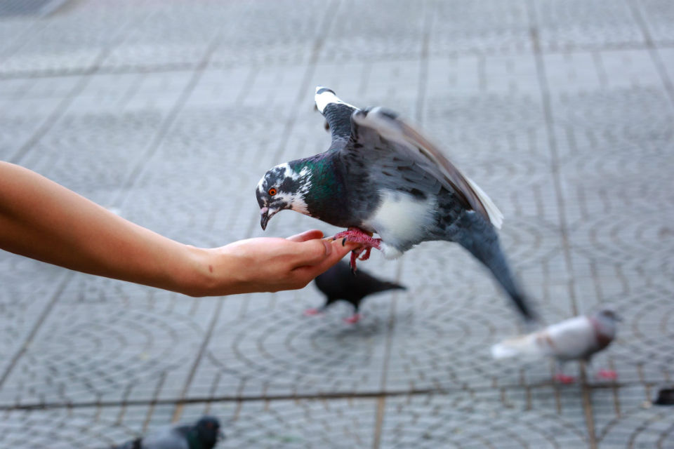 Comment se débarrasser des pigeons nuisibles ?