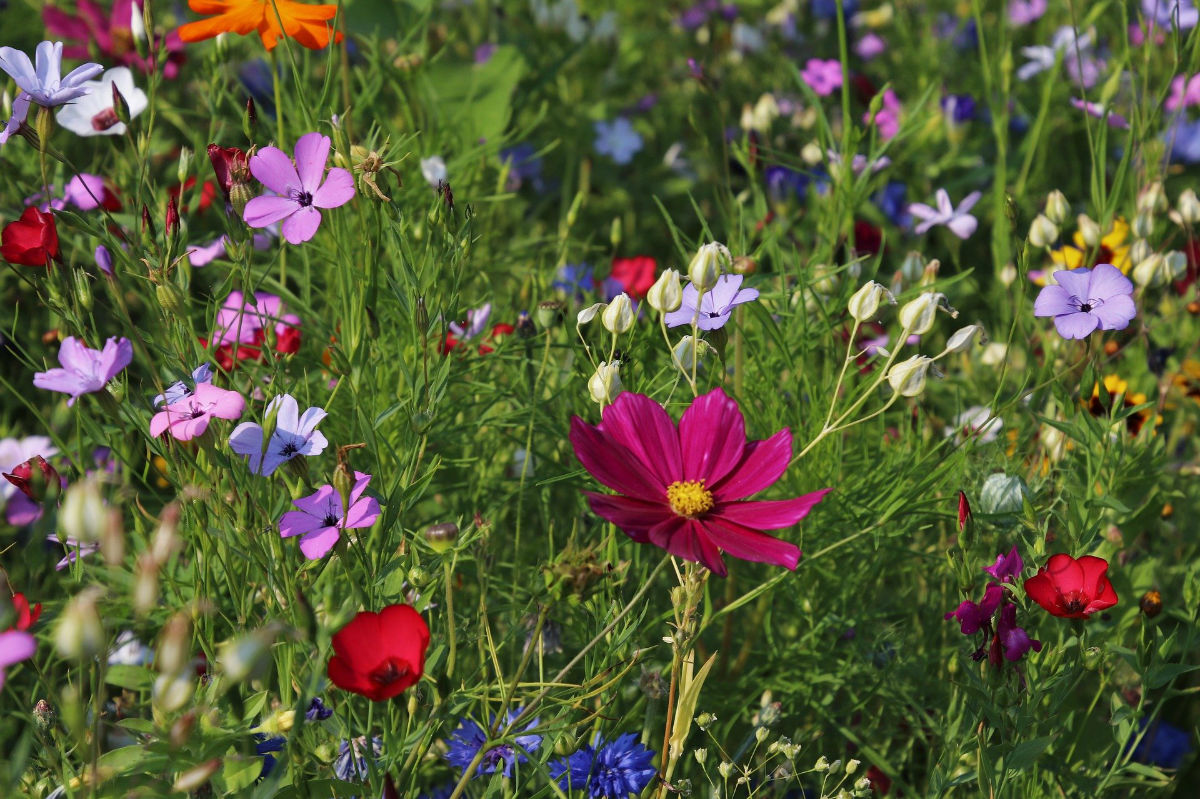 fleur jardin