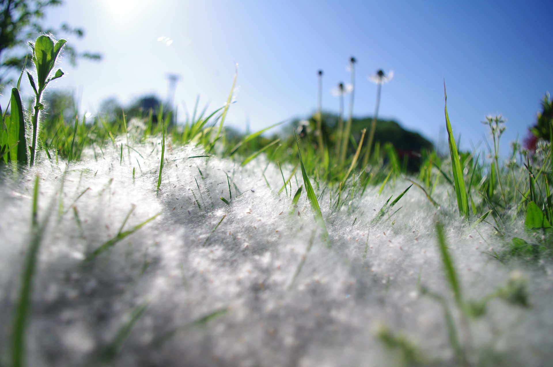 lutter contre les allergies