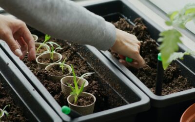 Un potager stylé sur votre balcon : comment aménager des jardins en espaces réduits ?