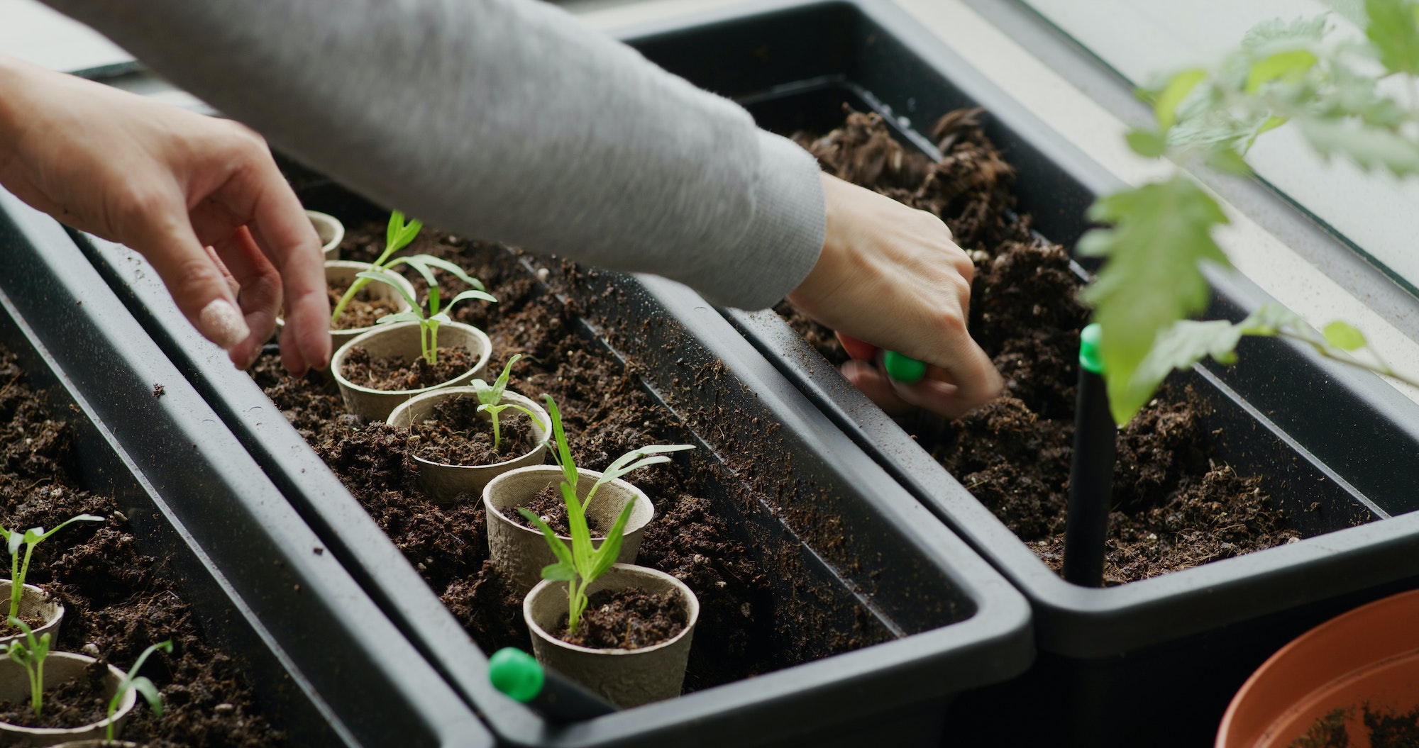 potager stylé sur le balcon