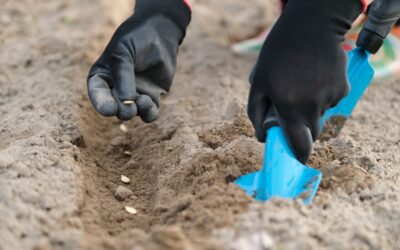 Les semences bio : votre nouvelle clé pour des jardins plus sains et plus respectueux de la nature.