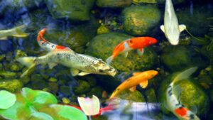 bassin de jardin