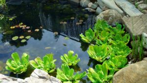 bassin de jardin