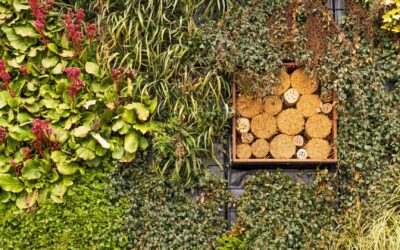 Créer une oasis de biodiversité dans son jardin.