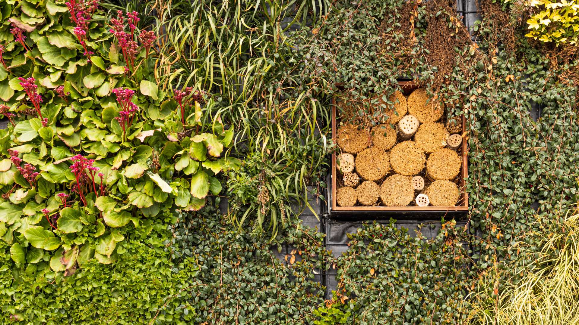 biodiversité jardin