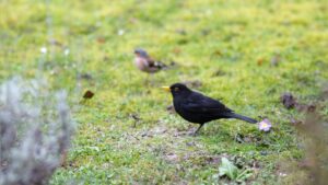 biodiversité jardin
