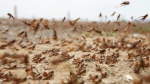 Invasion de criquet