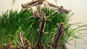 Criquet sur un tas d'herbe