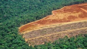 déforestation