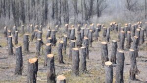 déforestation