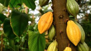 fève de cacao
