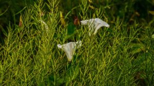 Plante Liseron