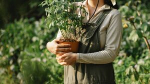 plante aromatique