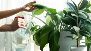 plante intérieur
