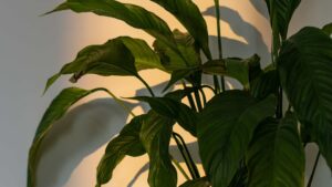 plante intérieur