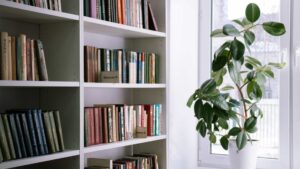 plante intérieur