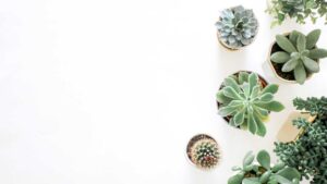 petite plante grasse