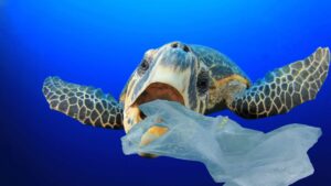 tortue qui mange un sac plastique