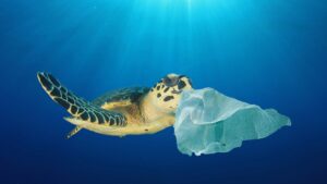 tortue qui mange un sac plastique
